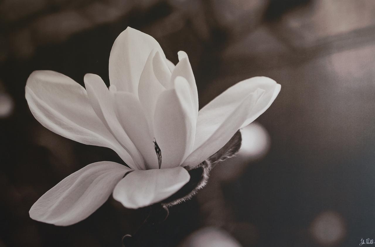 Vila Au Jardin Fleuri Vauxaillon Exteriér fotografie